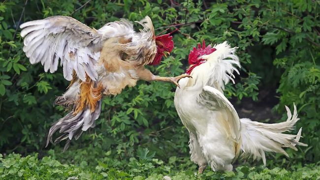 Pentingnya Bermain Judi di Situs Sabung Ayam Terpercaya